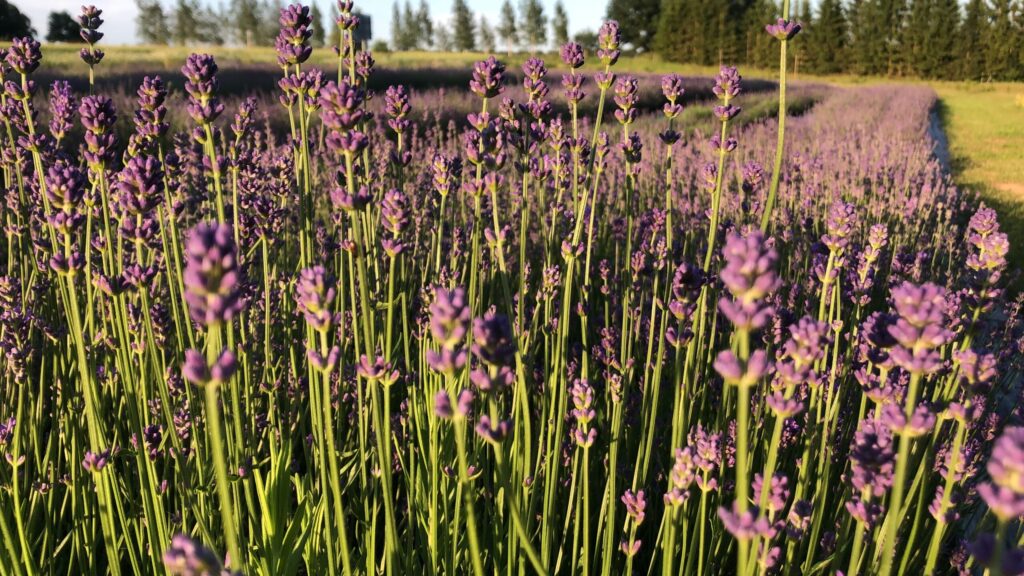 Levandų laukas BellaLavander Talsi-Kuldiga 4.km