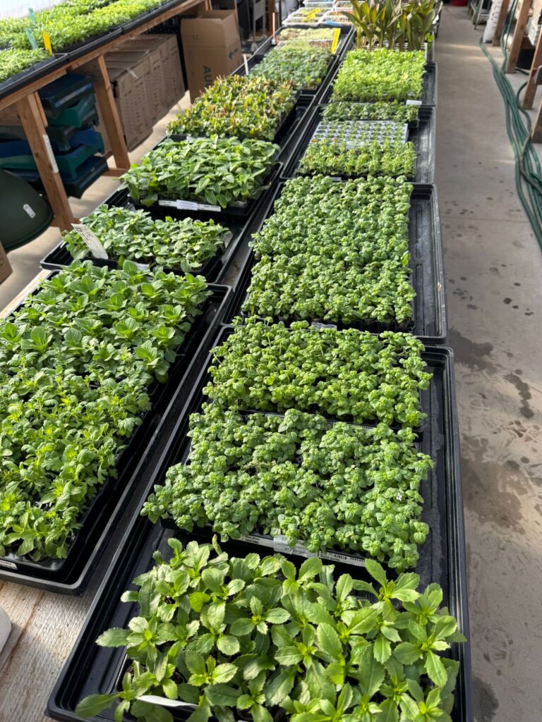 Gėlės Latvijos šiltnamyje pavasarį