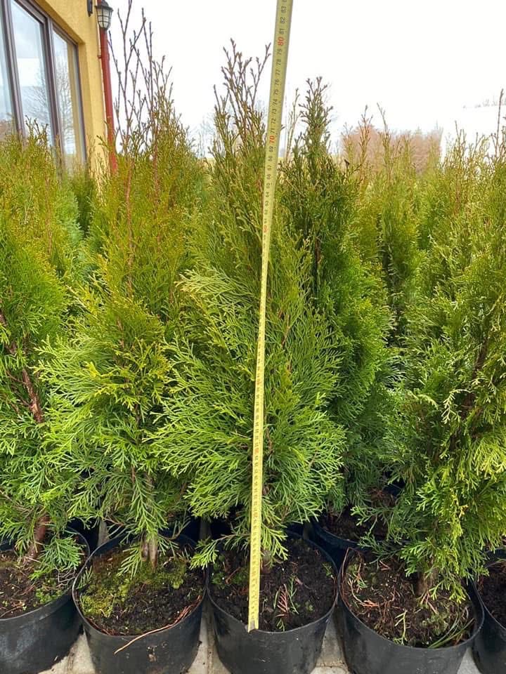 Lätis kasvatatud “Smaragd” 80-100cm, 3l pottides.